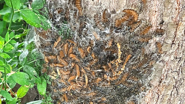 Typisches weissliches, wattebauschartiges Nest im Stammbereich einer Eiche. BILD ZVG